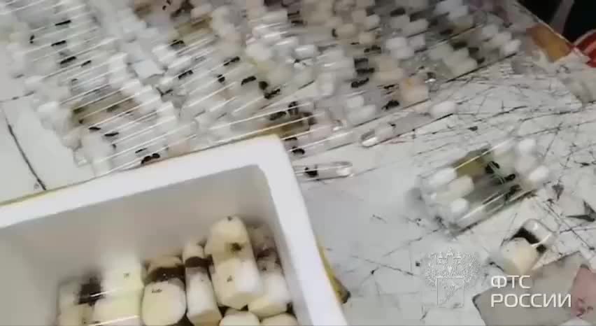 Таможенники в Москве обнаружили тысячи живых муравьёв в посылках с Таиланда