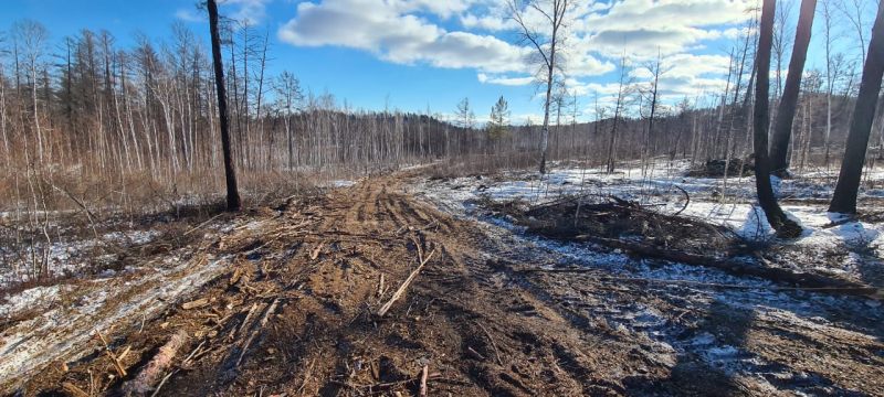 Вырубка леса