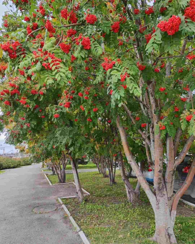 день осеннего равноденствия 2024, осеннее равноденствие, равноденствие, традиции осеннего равноденствия