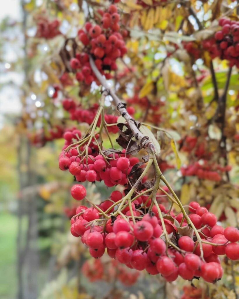 день осеннего равноденствия 2024, осеннее равноденствие, равноденствие, традиции осеннего равноденствия