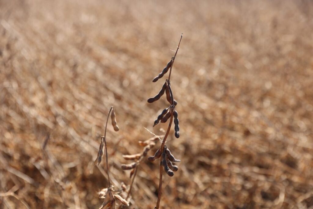 Василий Орлов высоко оценил современные технологии амурских фермеров