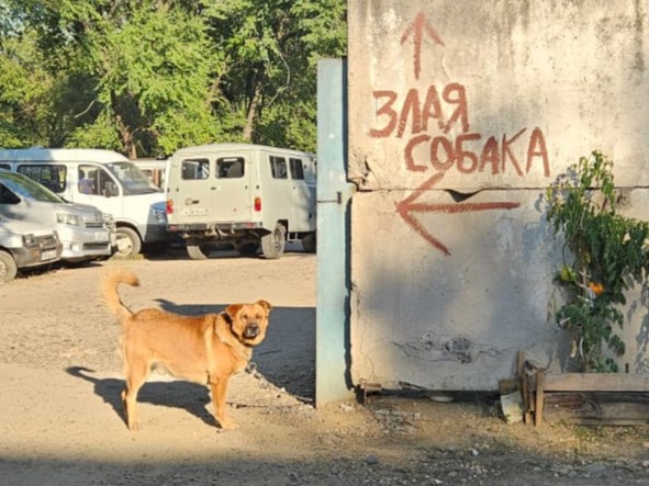 Собака