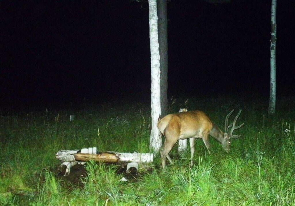 Лес, животные