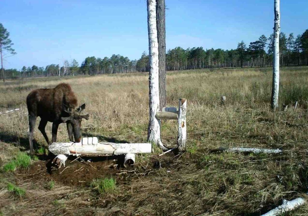 Лес, животные
