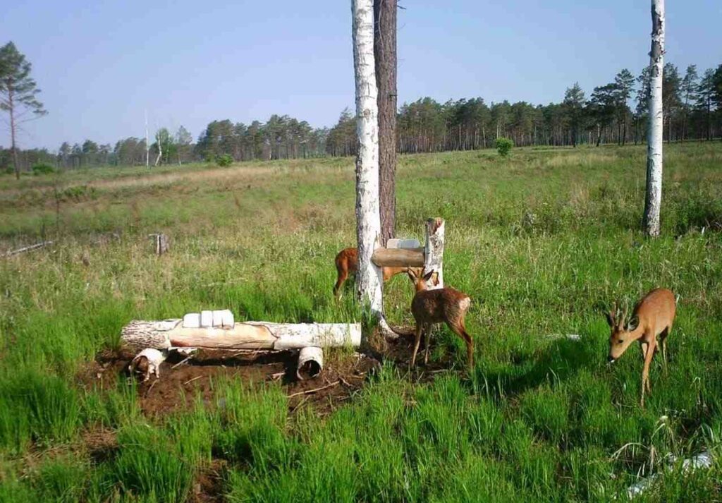 Лес, животные
