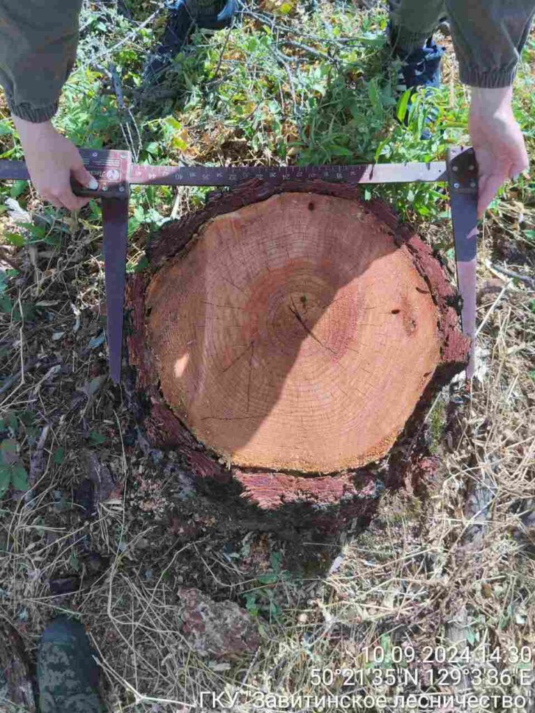 Незаконная вырубка деревьев