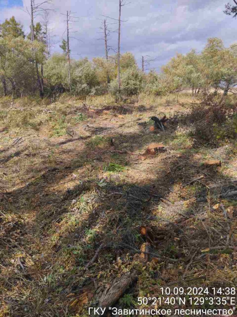 Незаконная вырубка деревьев