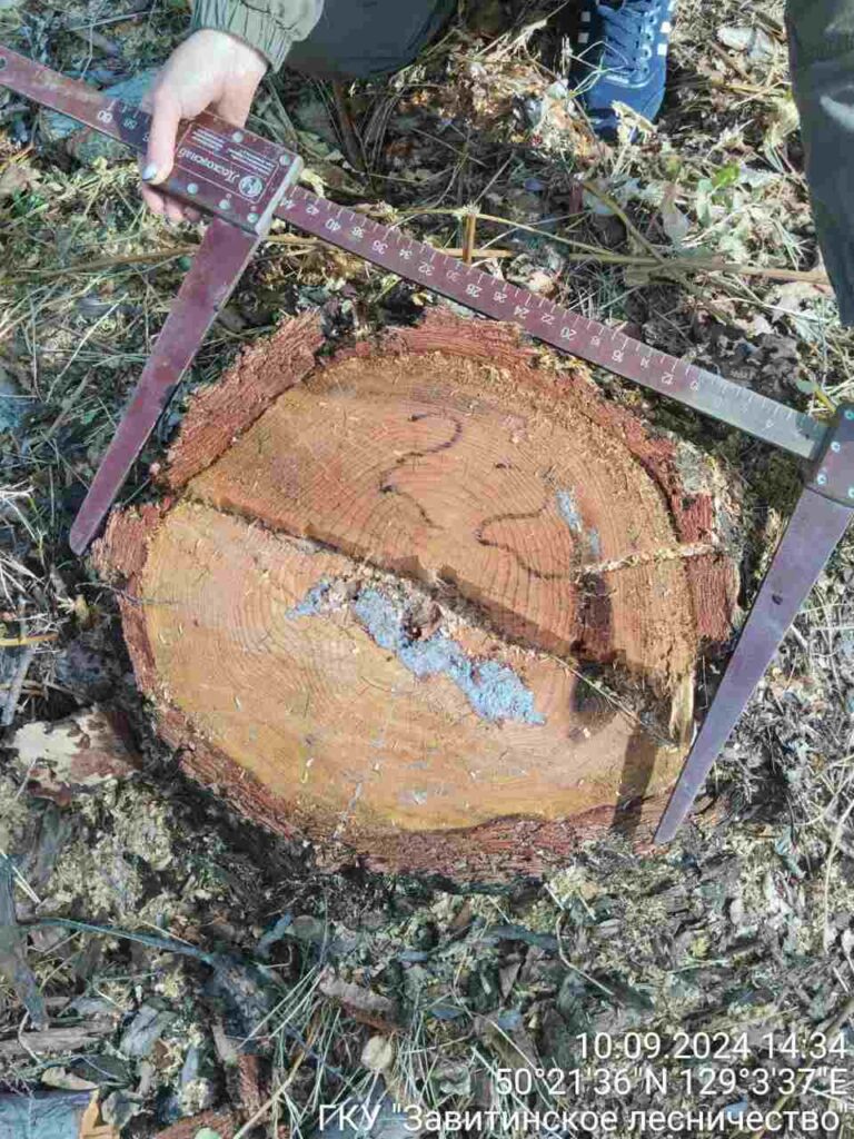 Незаконная вырубка деревьев