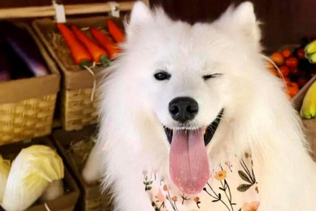 Жители Китая стали отправлять собак и котов на работу в кафе