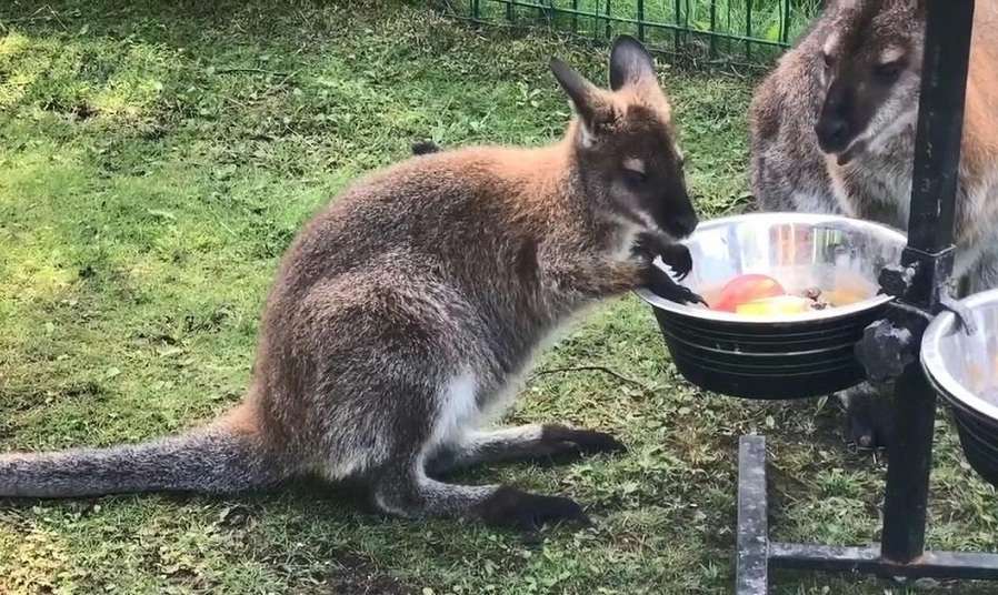 Из российских зоопарков за неделю украли трёх детёнышей кенгуру

