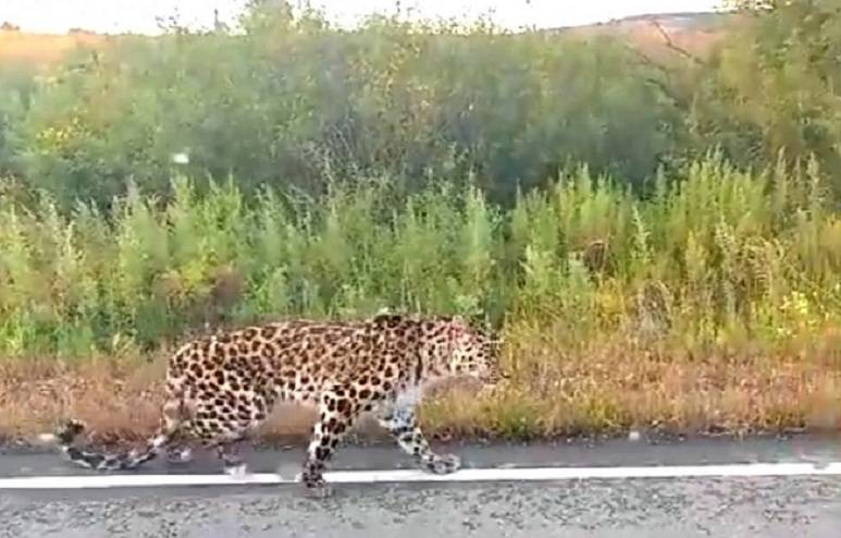 Дима Билан подарил квадрокоптер для поисков истощённого леопарда в Приморье