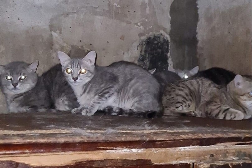 В Москве спасли 18 кошек из машины, в которой год жила женщина с дочкой