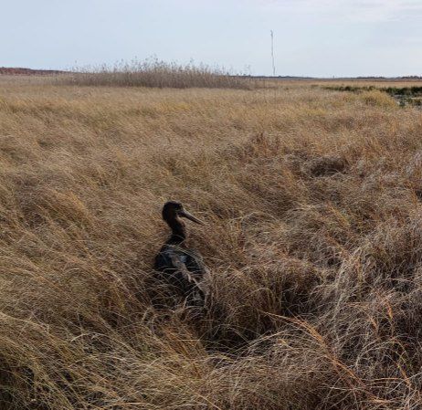 Откормился и окреп: уникальная для Приамурья птица отправилась на волю