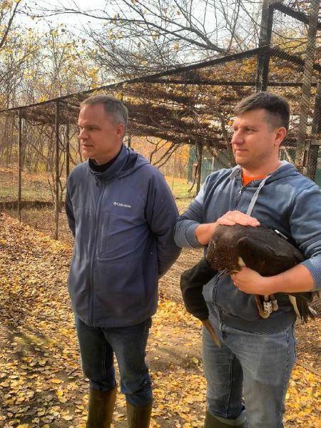 Откормился и окреп: уникальная для Приамурья птица отправилась на волю