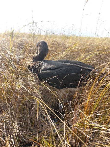 Откормился и окреп: уникальная для Приамурья птица отправилась на волю