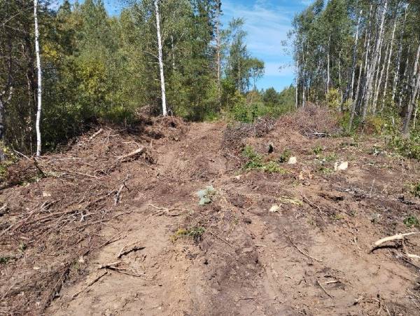 Амурчанин нарубили деревьев на три миллиона рублей