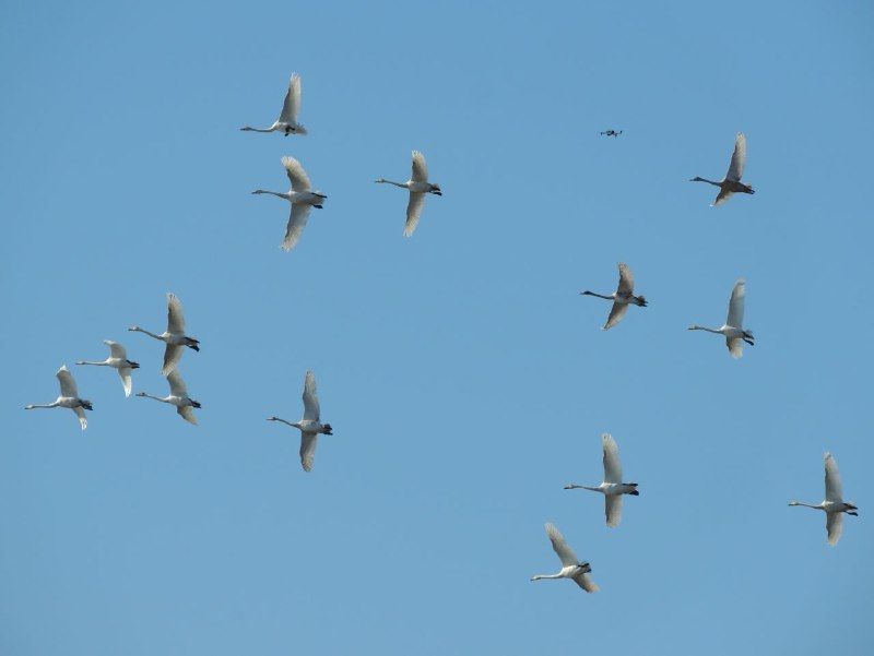 В Приамурье на Лебединых озерах обнаружены пернатые отдыхающие