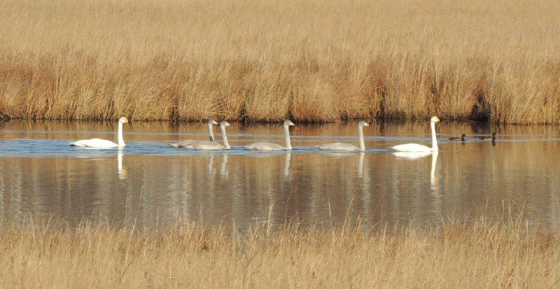 В Приамурье на Лебединых озерах обнаружены пернатые отдыхающие