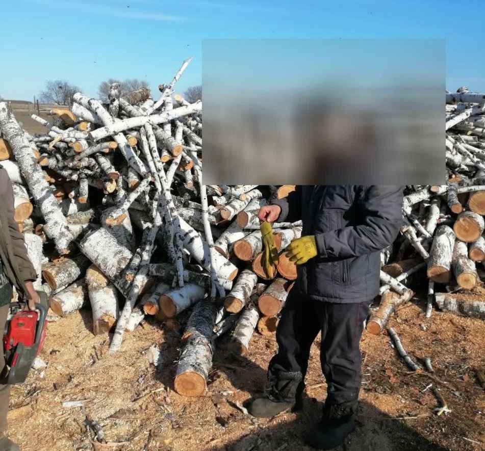 рубка леса, тропа здоровья, Тамбовский муниципальный округ
