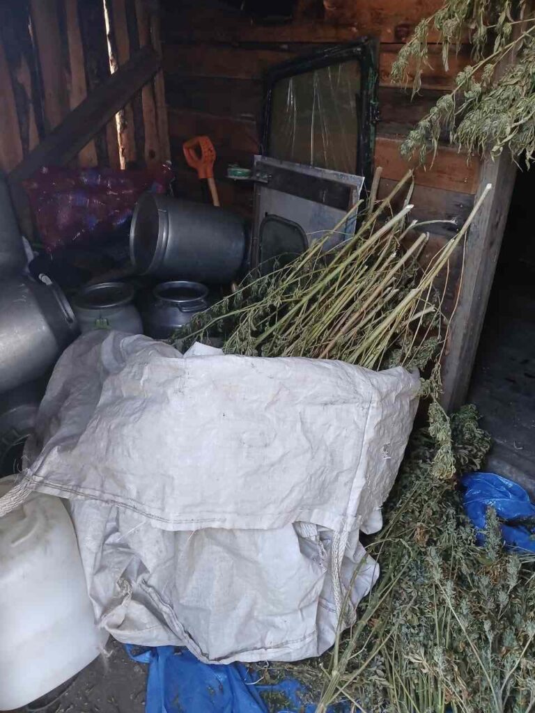 наркотики, конопля, Серышевский район, прокуратура
