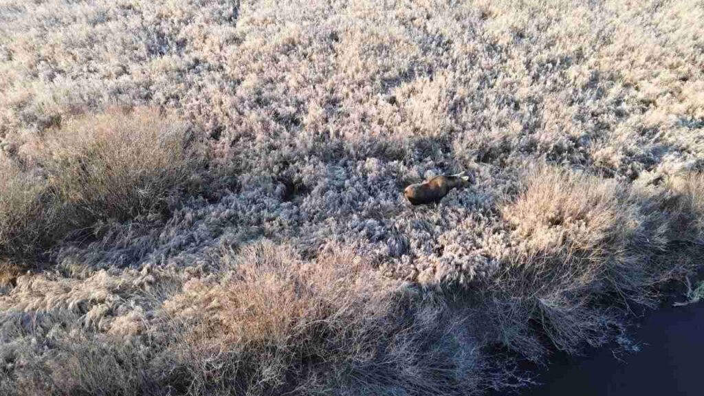 лосиха, Ромненский округ