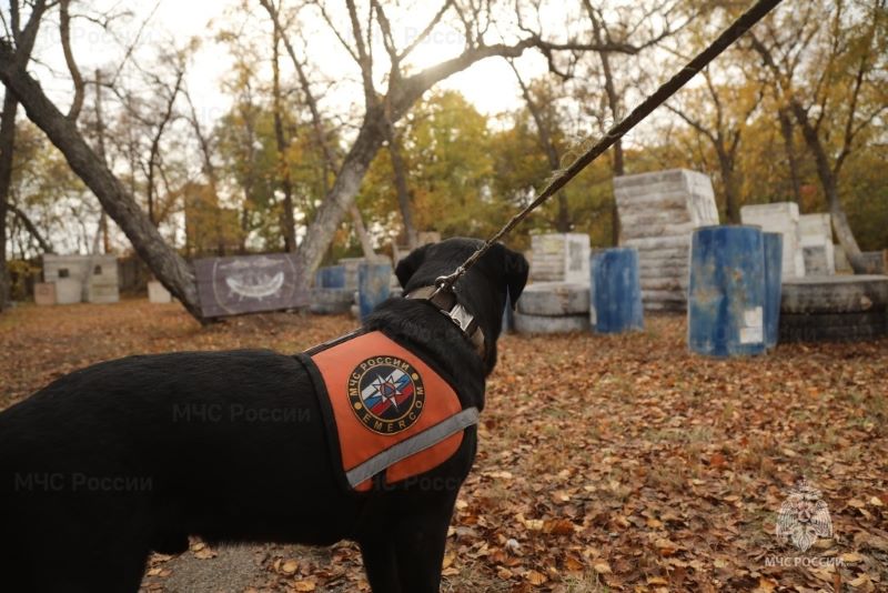 Четвероногие поисковики показали класс на обучении для волонтеров