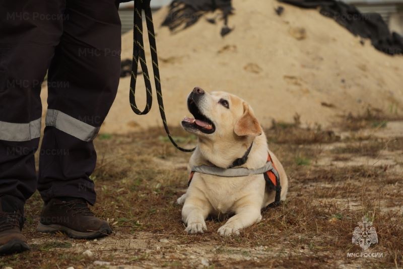 Четвероногие поисковики показали класс на обучении для волонтеров