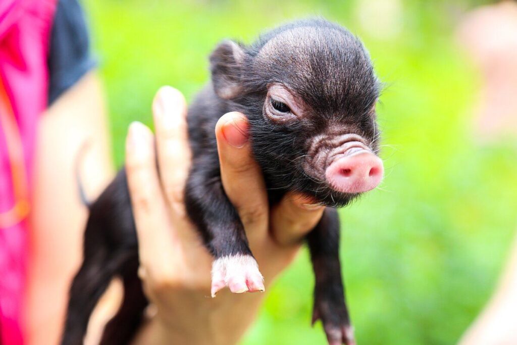 истории неудачников, истории неудач, неудача, реальные истории, смешные истории, реальные истории неудач, невезение, минипиг