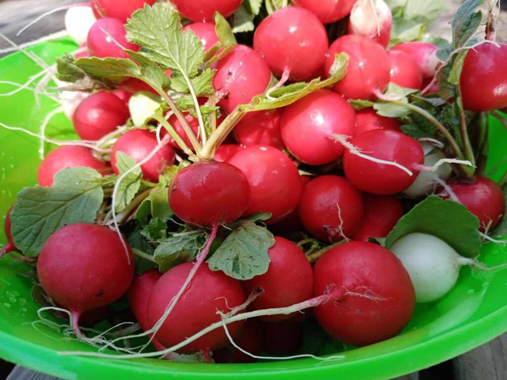 Редис