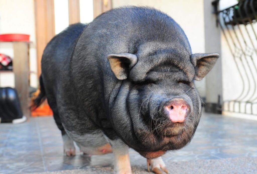 истории неудачников, истории неудач, неудача, реальные истории, смешные истории, реальные истории неудач, невезение, минипиг