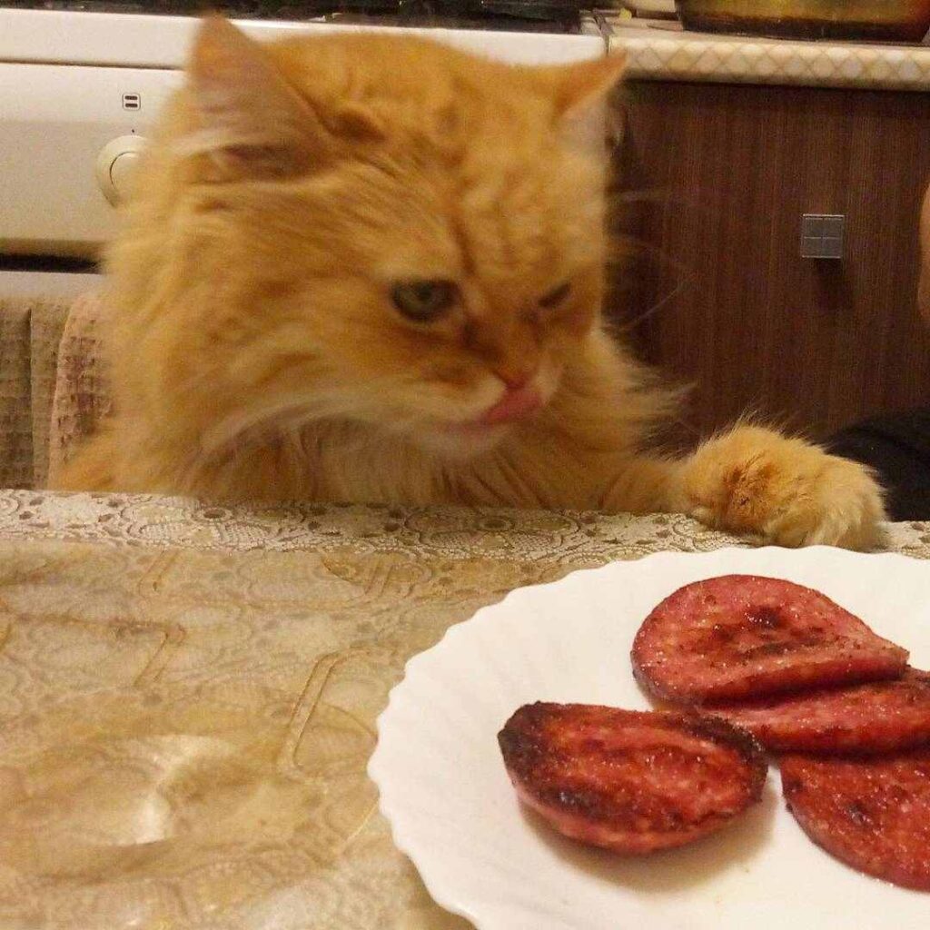 смешные истории про животных, забавные животные, животные, смешные кошки, котики, прикольные животные