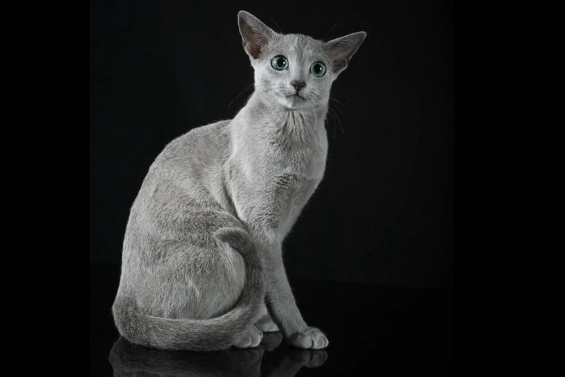 Кота породы русская голубая признали самым красивым в мире