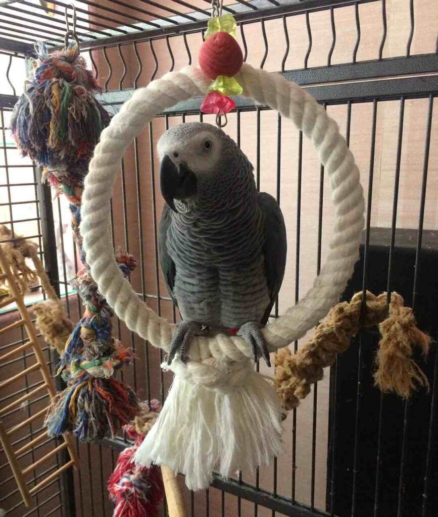 смешные истории про животных, забавные животные, животные, смешные кошки, котики, прикольные животные