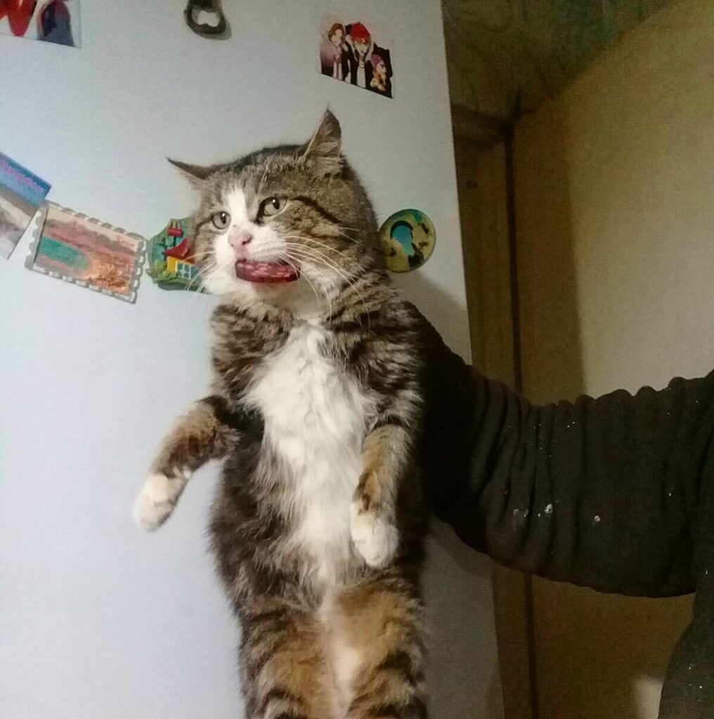 смешные истории про животных, забавные животные, животные, смешные кошки, котики, прикольные животные