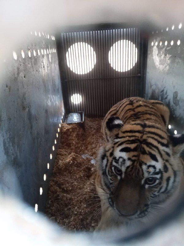 Конфликтной тигрице из Хабаровского края придется остаться в зоопарке