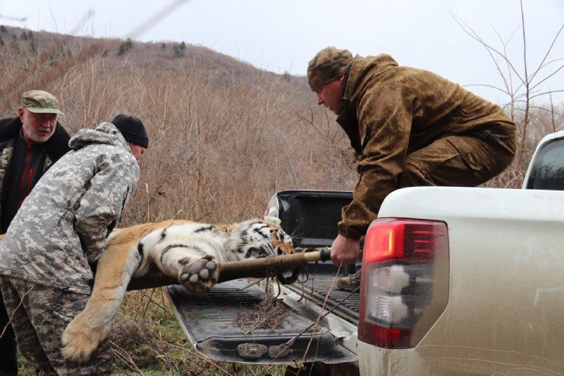 Конфликтной тигрице из Хабаровского края придется остаться в зоопарке