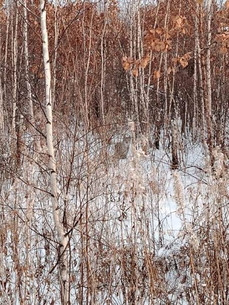 Любопытные рысята провели разведку в Ромненском округе