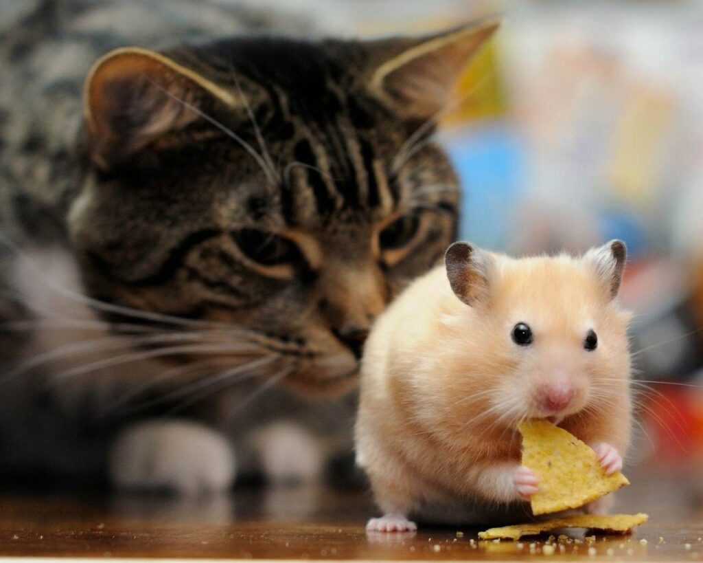 смешные истории про животных, забавные животные, животные, смешные кошки, котики, прикольные животные