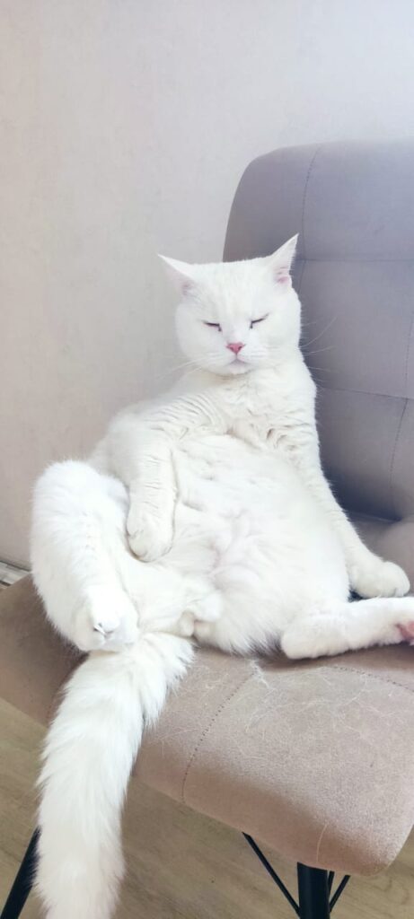 смешные истории про животных, забавные животные, животные, смешные кошки, котики, прикольные животные