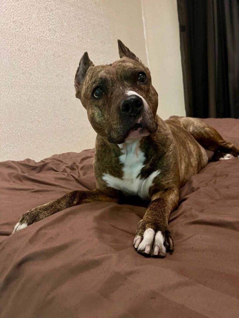 смешные истории про животных, забавные животные, животные, смешные кошки, котики, прикольные животные