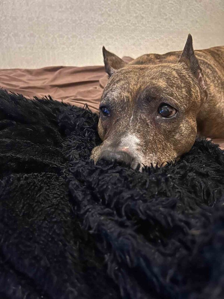 смешные истории про животных, забавные животные, животные, смешные кошки, котики, прикольные животные