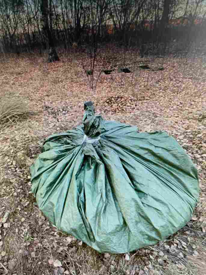 наркотики, лес