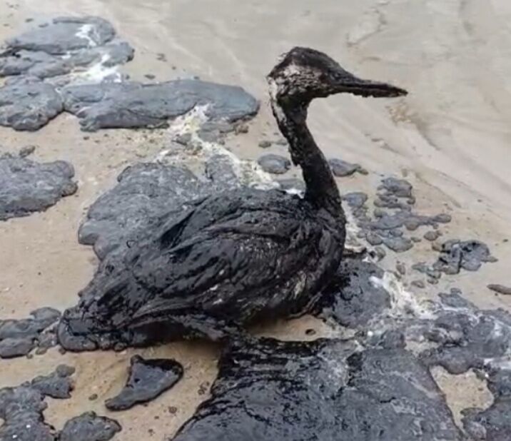 В Анапе ввели режим ЧС из-за разлива мазута на побережье