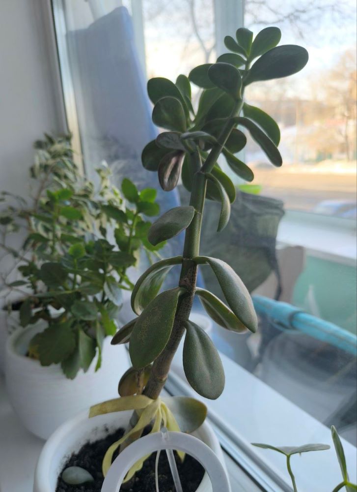 Цветоводство для новичков: пять неприхотливых растений, которые без труда выживают в амурской квартире