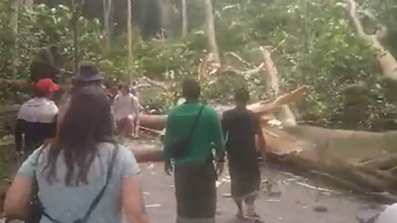Огромное дерево раздавило туристов на Бали