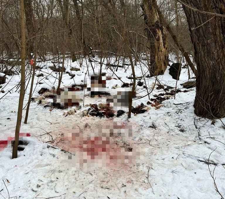 Москвичи нашли в лесу место языческого ритуала с убитыми животными