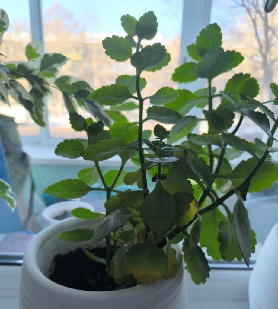 Цветоводство для новичков: пять неприхотливых растений, которые без труда выживают в амурской квартире