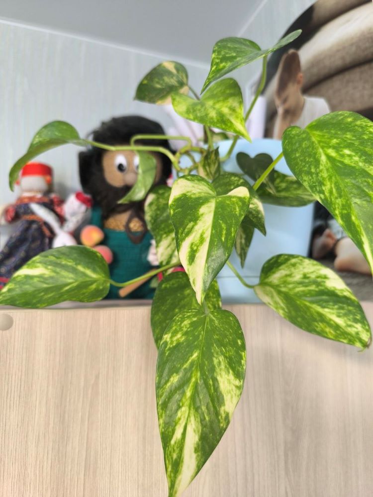 Цветоводство для новичков: пять неприхотливых растений, которые без труда выживают в амурской квартире