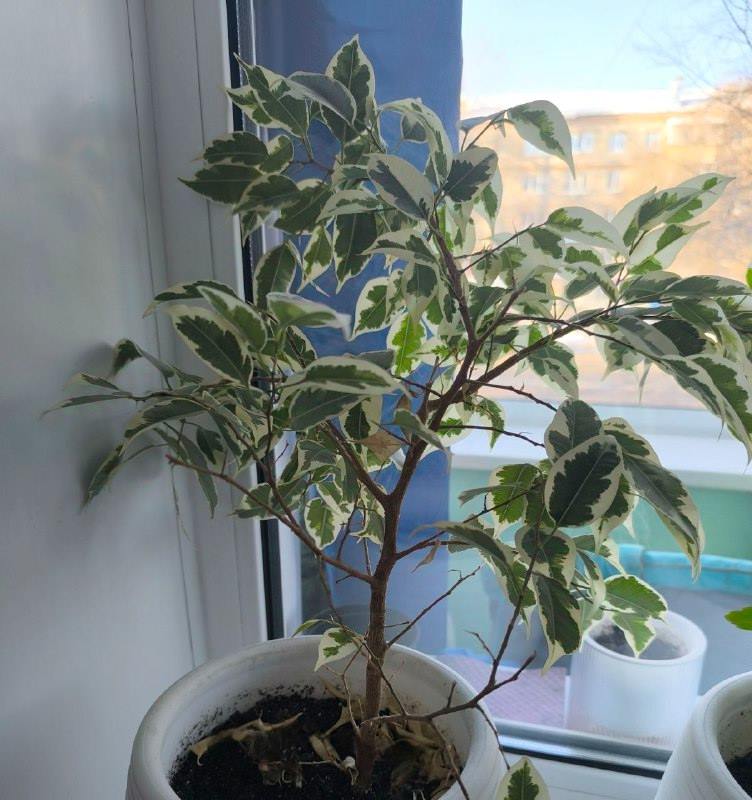 Цветоводство для новичков: пять неприхотливых растений, которые без труда выживают в амурской квартире