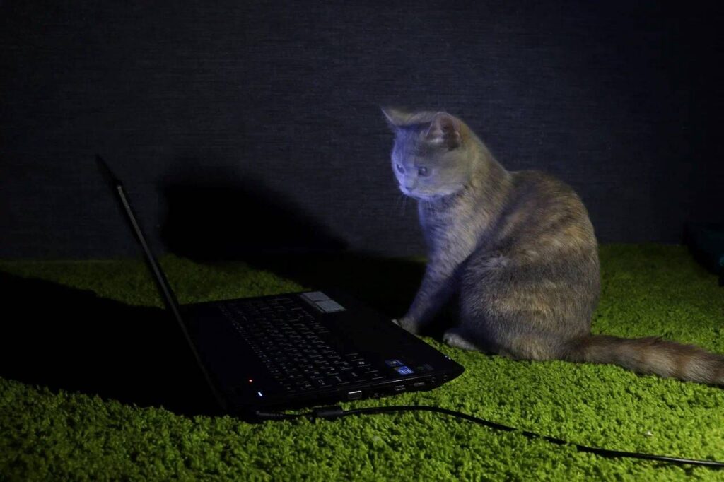 Цифровое равенство и соцкарта: власти Приамурья рассказали об итогах цифровизации за 2024 год